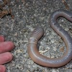 Verme salterino (Amynthas) foto di Thomas Brown